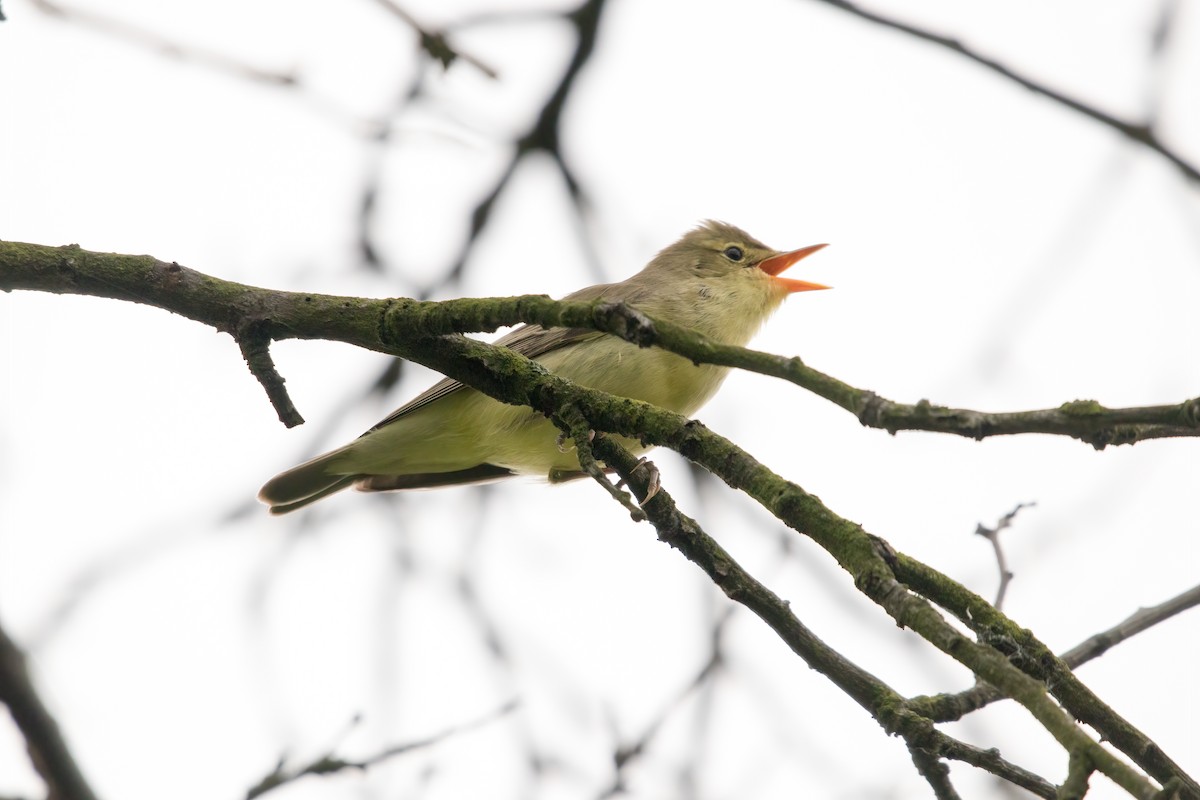 Icterine Warbler - ML340558071