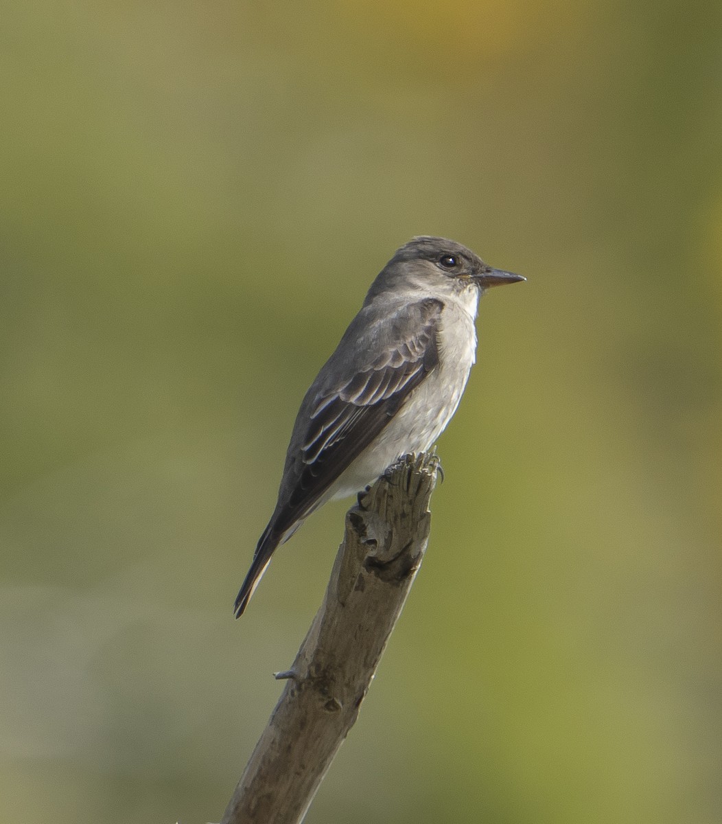 Western Wood-Pewee - ML340560801