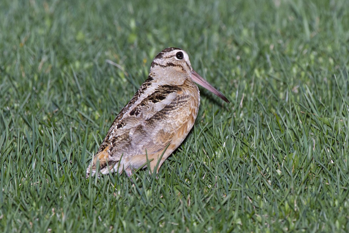 American Woodcock - ML340562321