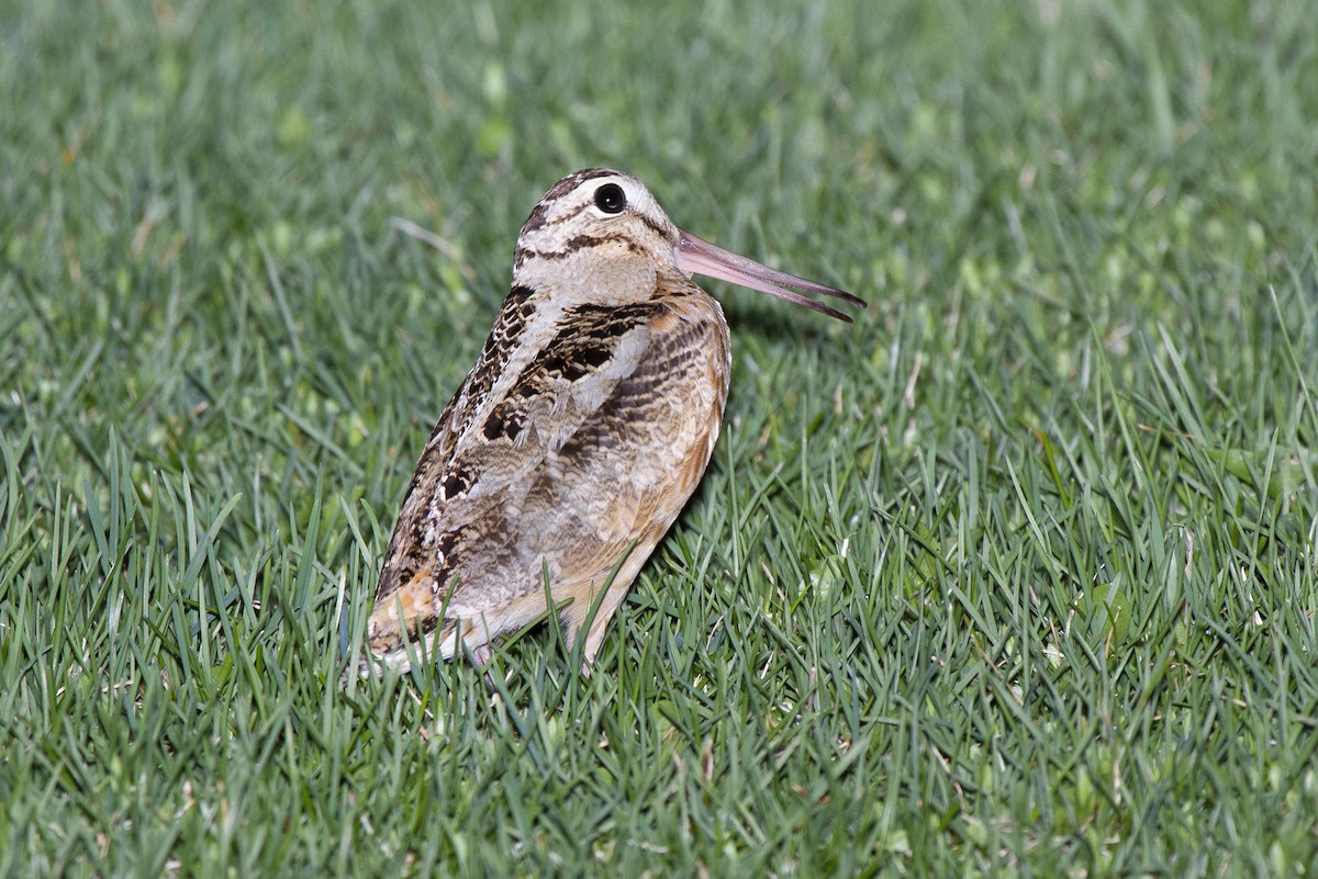 American Woodcock - ML340562331