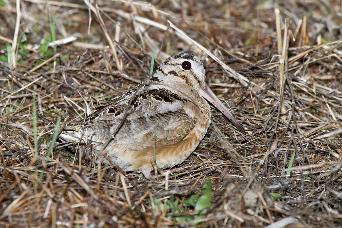 American Woodcock - ML340562471