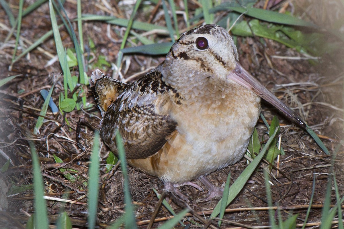 American Woodcock - ML340562501