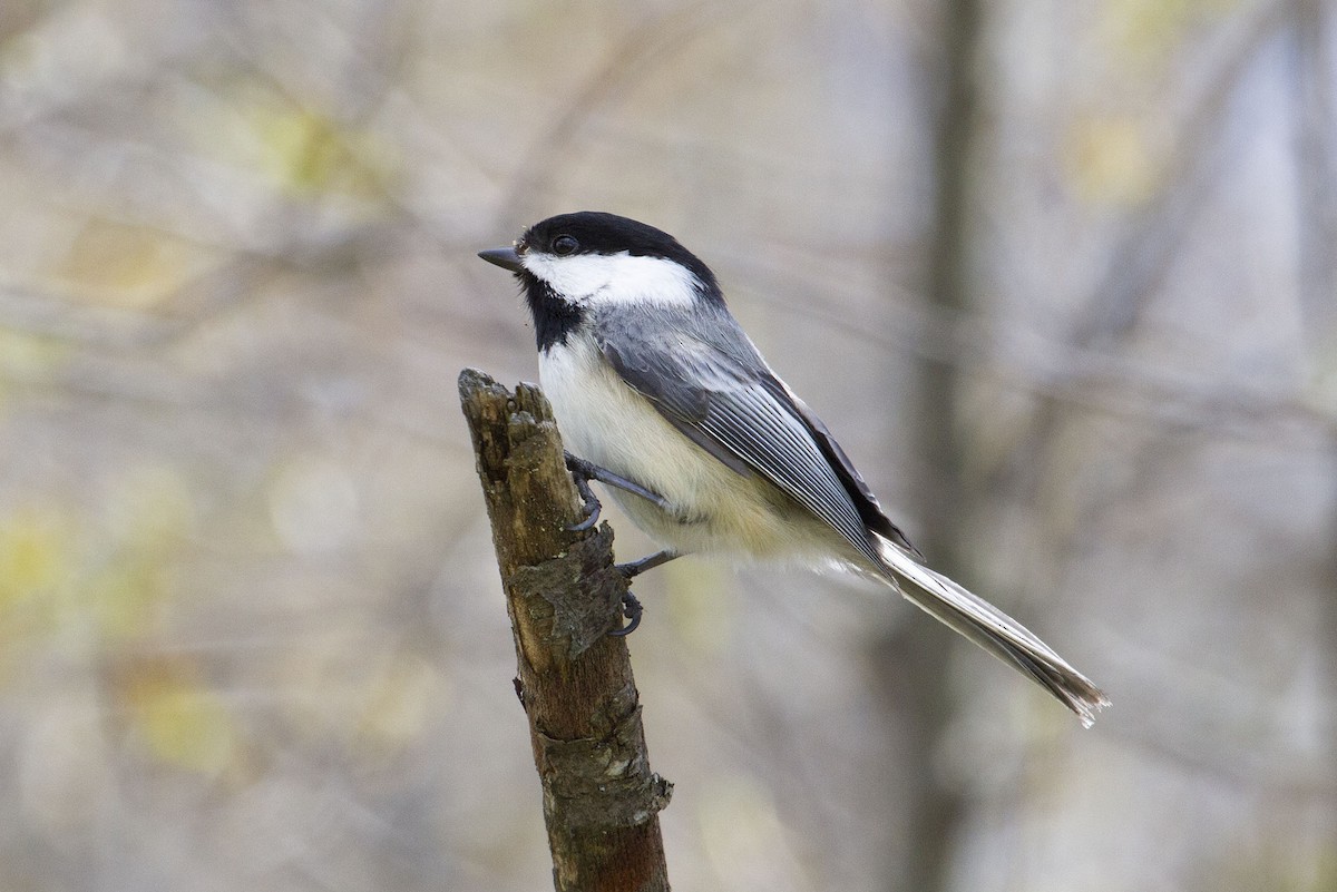 Black-capped Chickadee - ML340563091