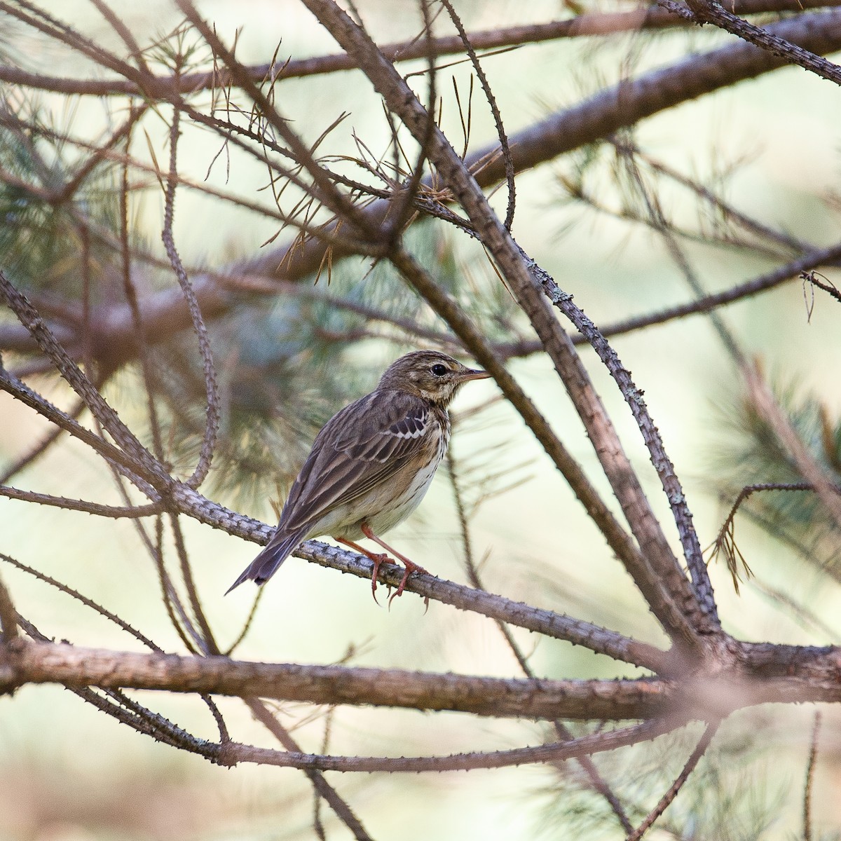 Tree Pipit - ML340563321