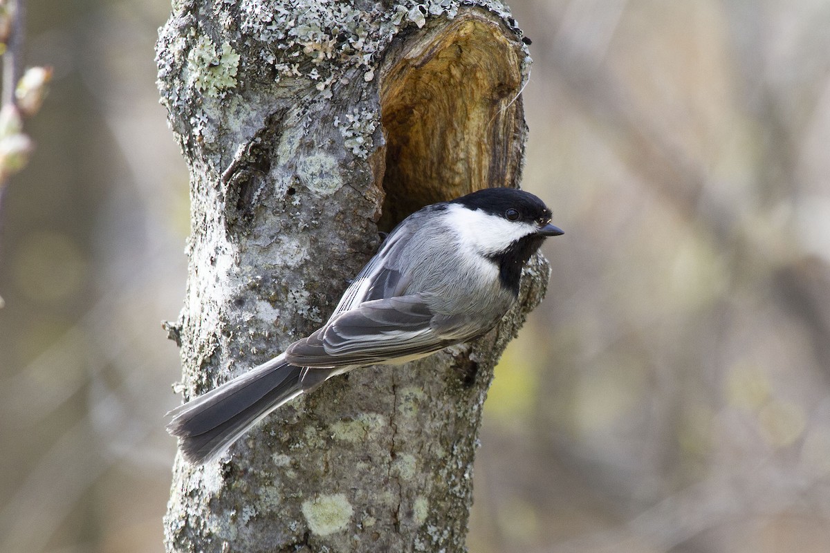 Black-capped Chickadee - ML340563481