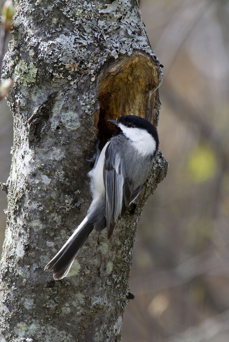 Black-capped Chickadee - ML340564081