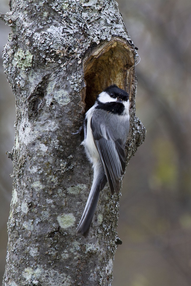 Black-capped Chickadee - ML340564121