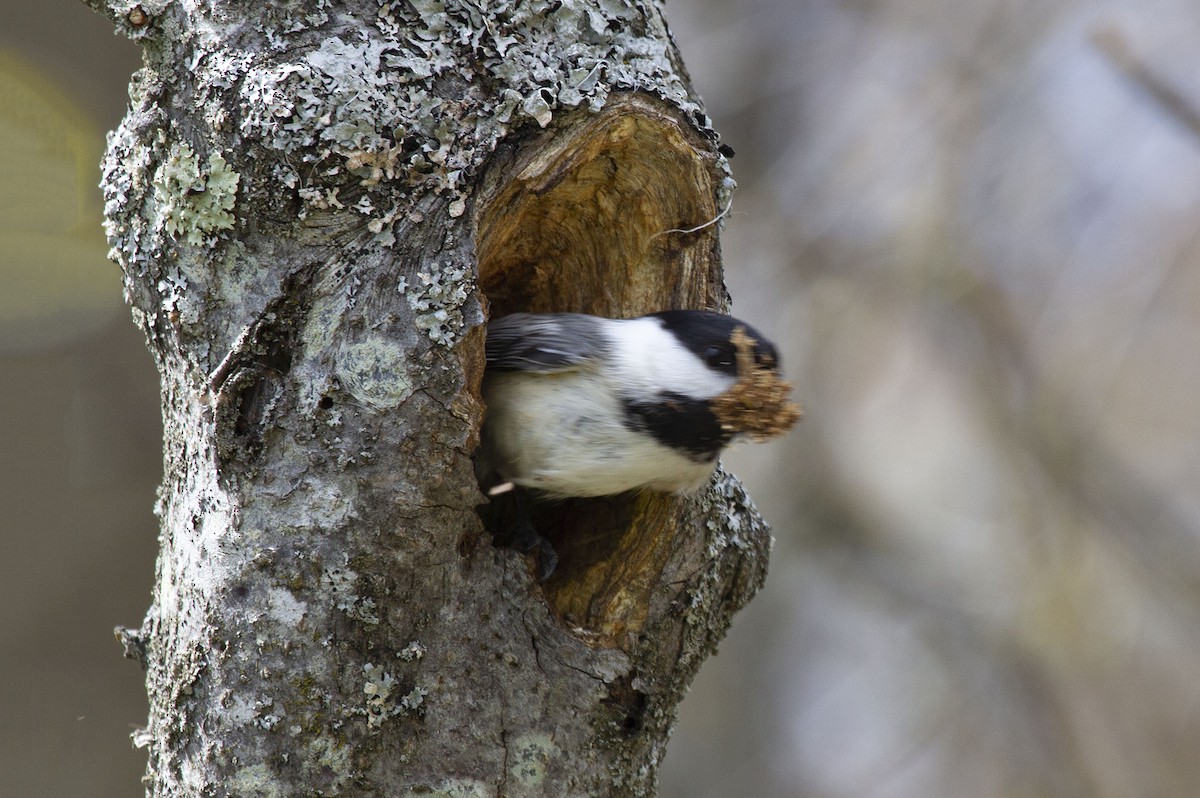 Black-capped Chickadee - ML340564171