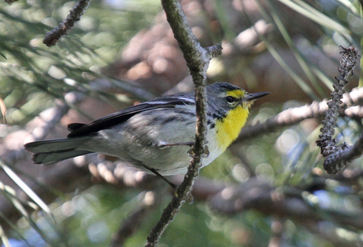 Grace's Warbler - Matthew Grube