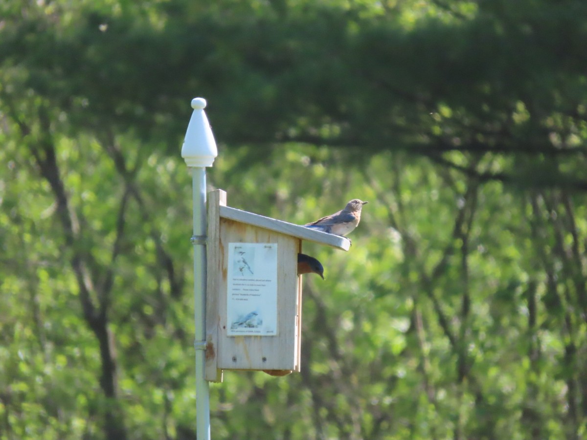 Eastern Bluebird - ML340566431