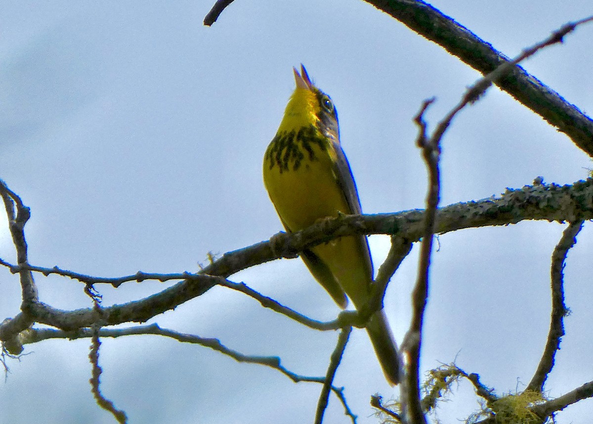 Canada Warbler - ML340567211