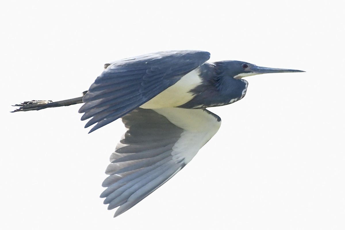 Tricolored Heron - ML340567561