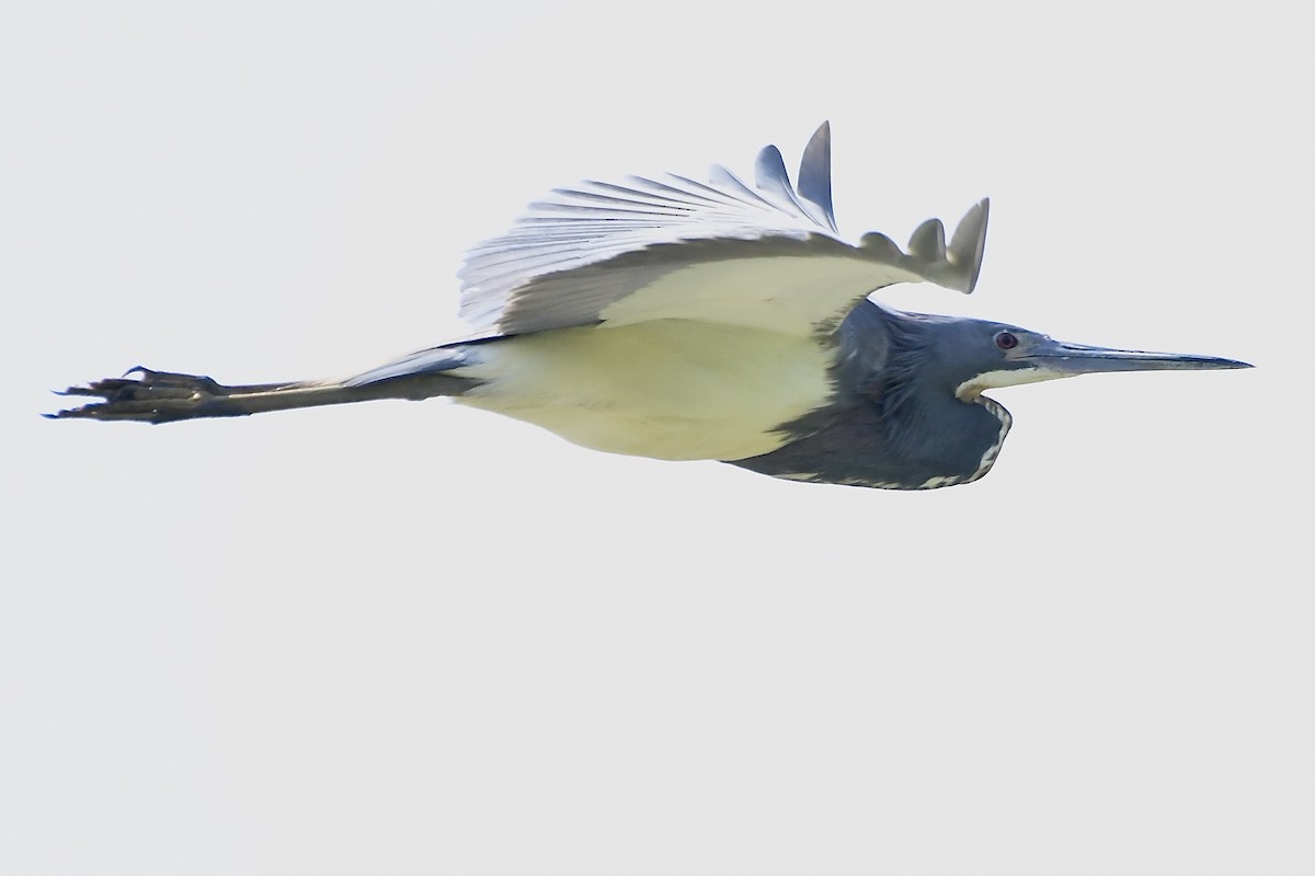 Tricolored Heron - ML340567571