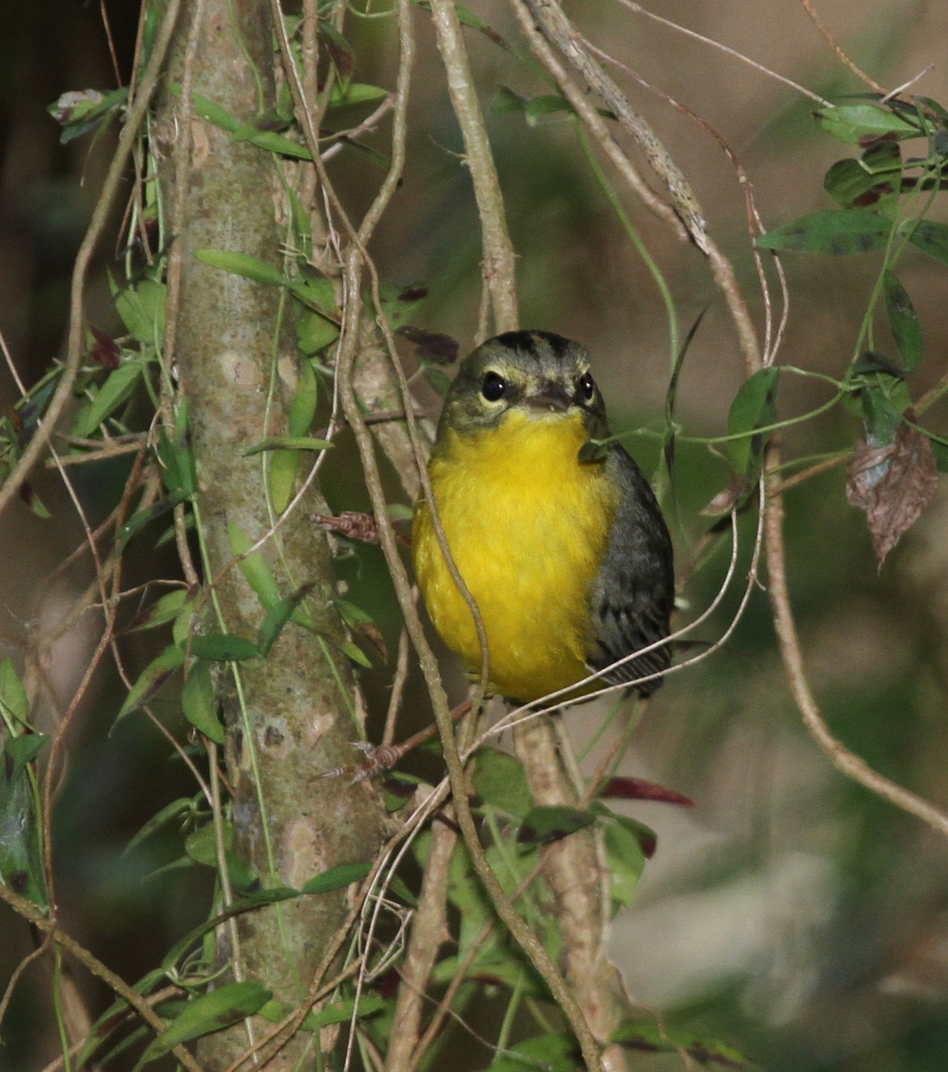 Golden-crowned Warbler - Matthew Grube