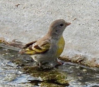 Lawrence's Goldfinch - ML340569661