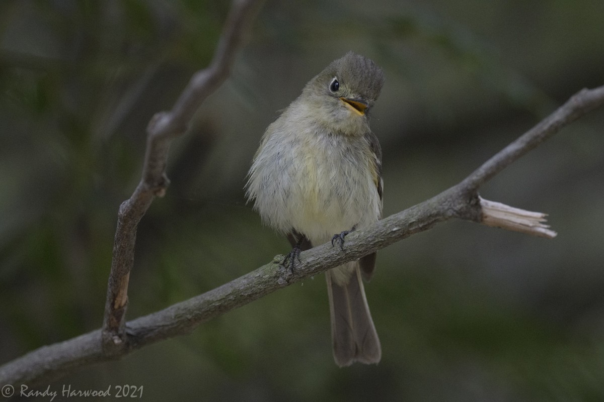 Western Flycatcher (Pacific-slope) - Randy Harwood