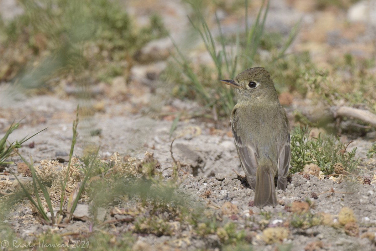 Western Flycatcher (Pacific-slope) - ML340569751