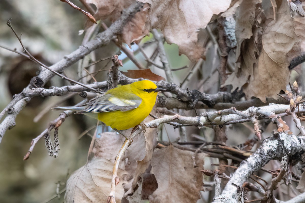 Blue-winged Warbler - Kalpesh Krishna