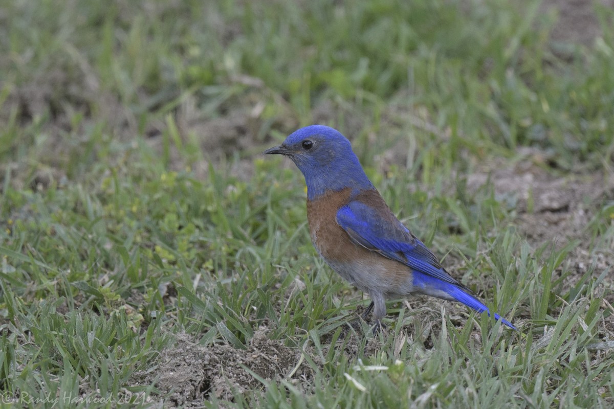 Western Bluebird - Randy Harwood