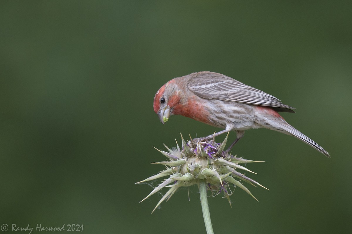 House Finch - Randy Harwood