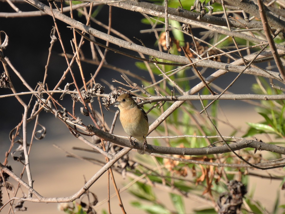 Lazuli Bunting - ML340569931