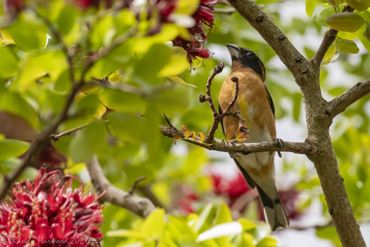 Black-headed Grosbeak - Randy Harwood