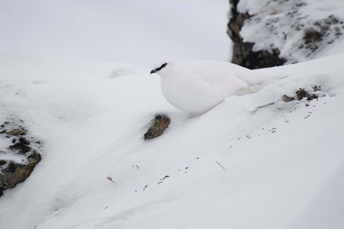 Rock Ptarmigan - ML340570191