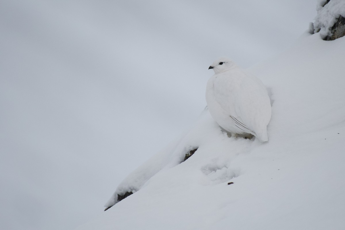 Rock Ptarmigan - ML340570211