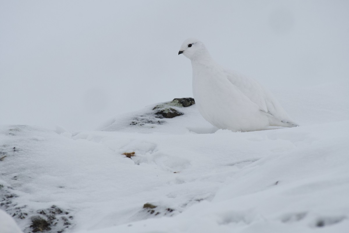 Rock Ptarmigan - ML340570241