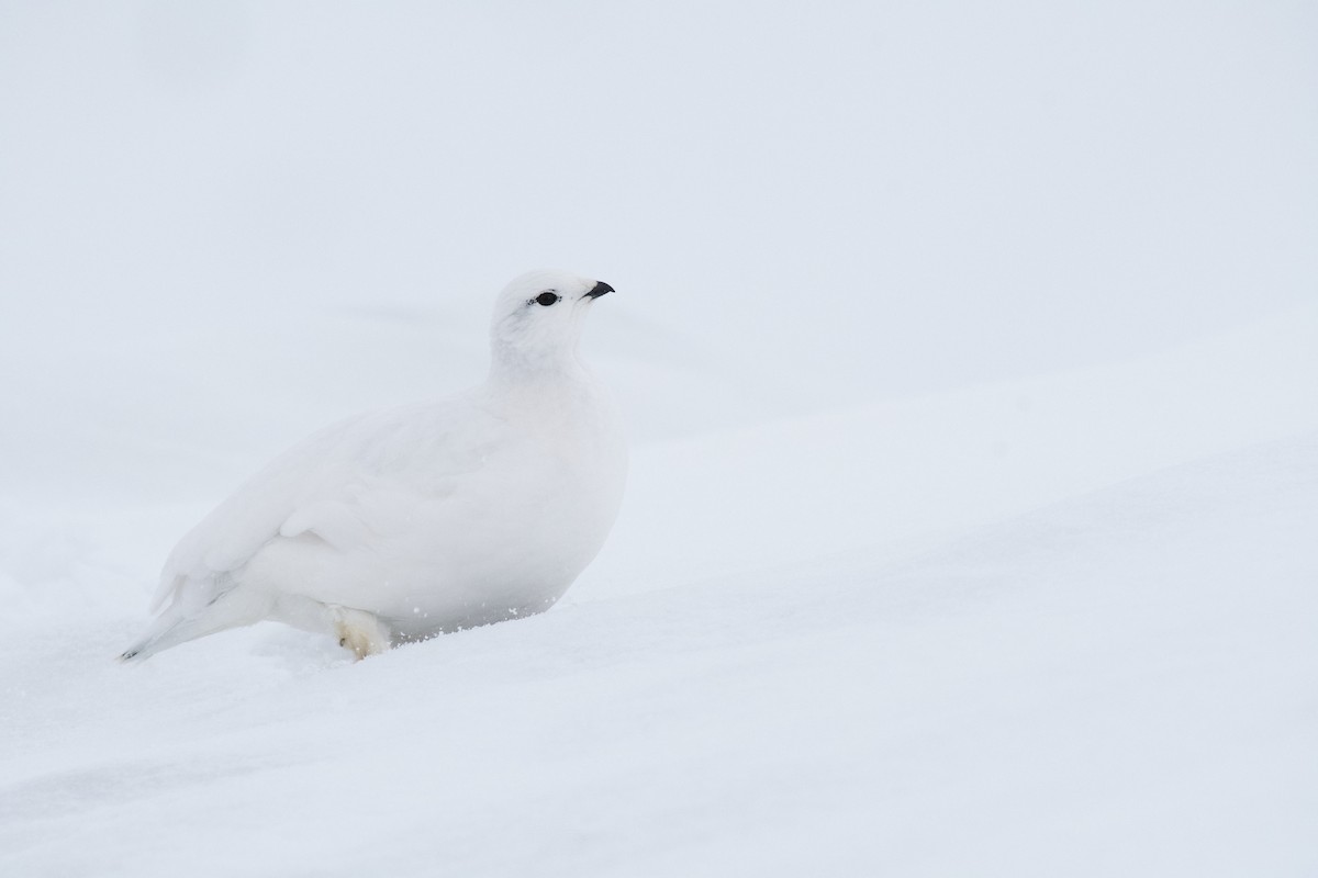 Rock Ptarmigan - ML340570391