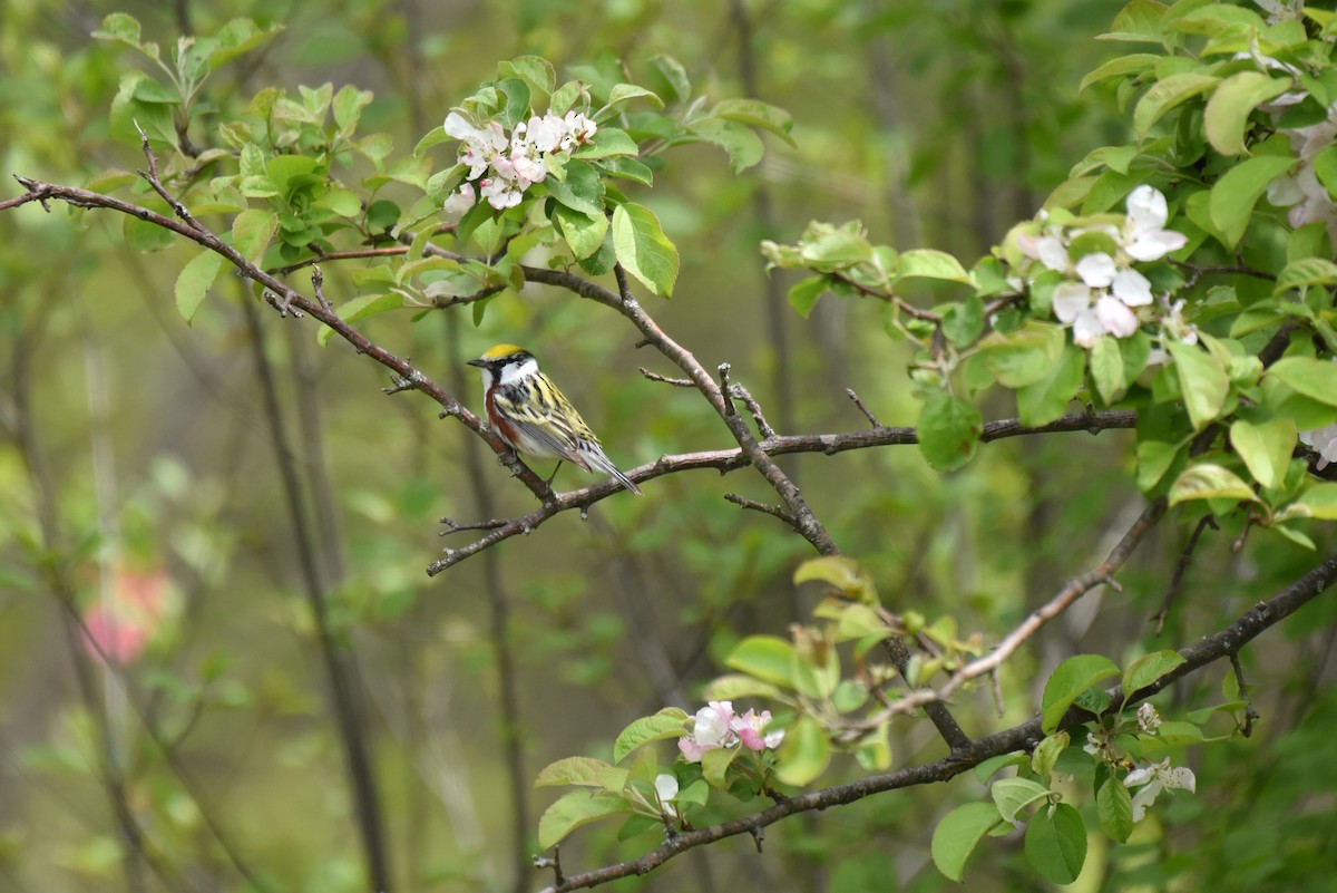 Chestnut-sided Warbler - ML340571281