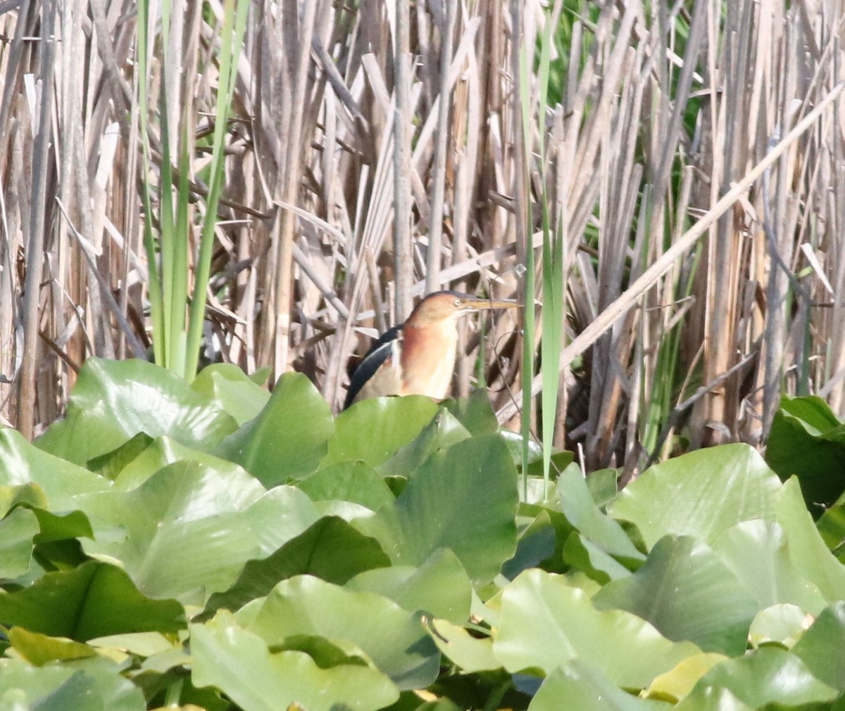 Least Bittern - ML340573151