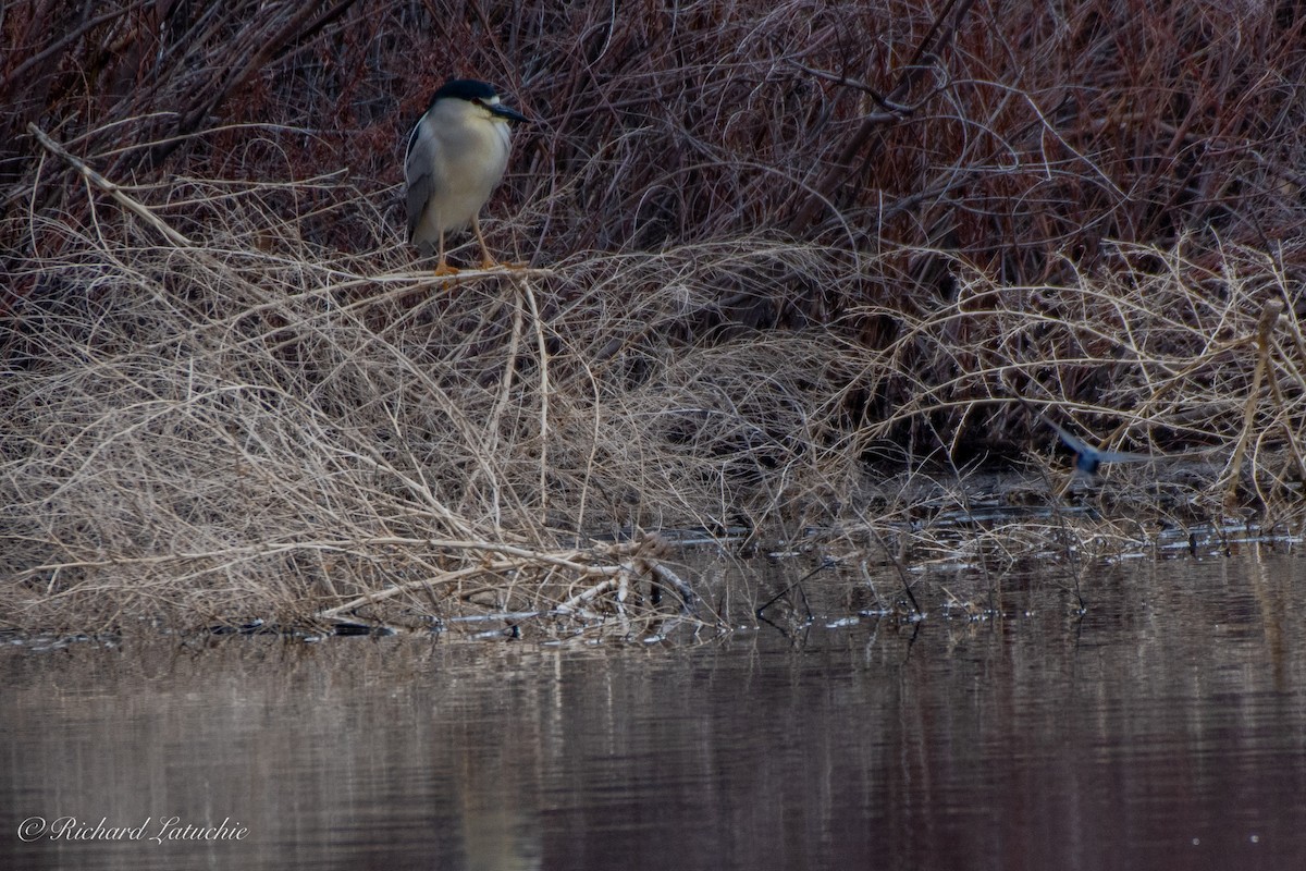 Black-crowned Night Heron - Richard Latuchie