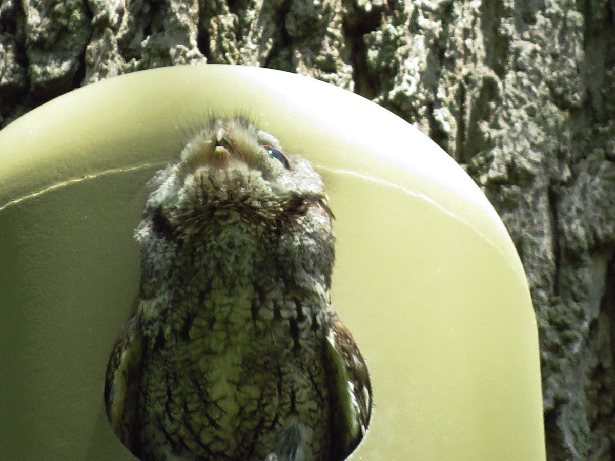 Eastern Screech-Owl - ML340574431