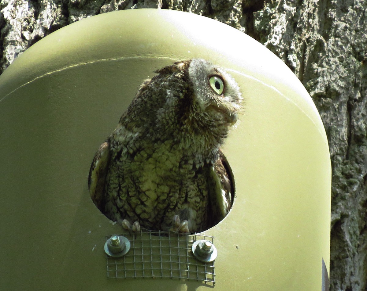 Eastern Screech-Owl - ML340574441