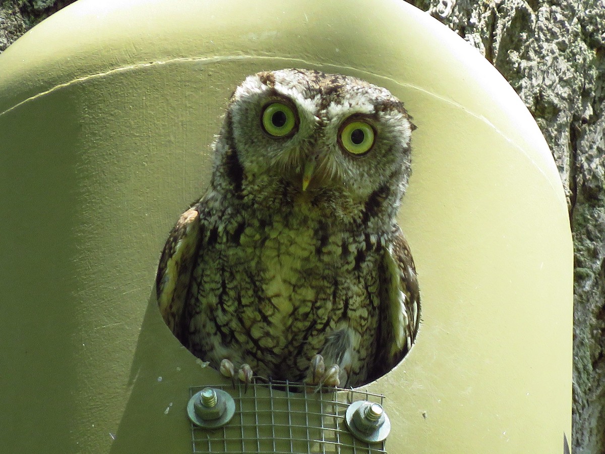 Eastern Screech-Owl - ML340574471