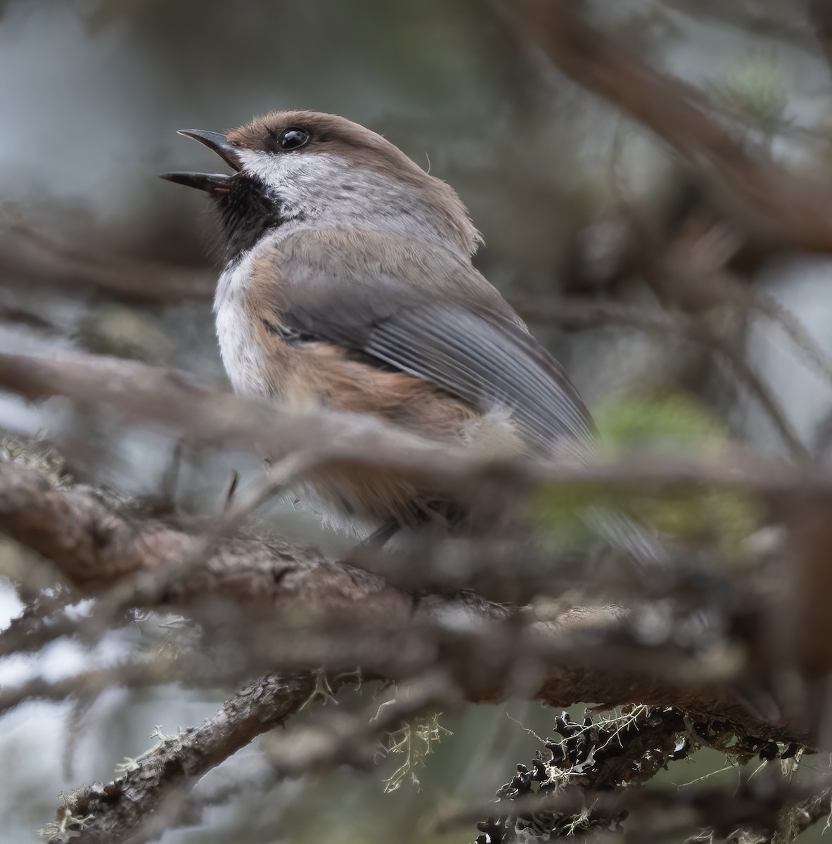 Boreal Chickadee - ML340575121