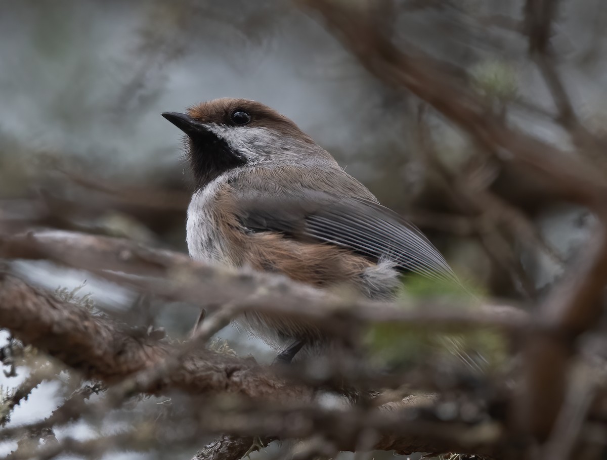 Boreal Chickadee - ML340575131