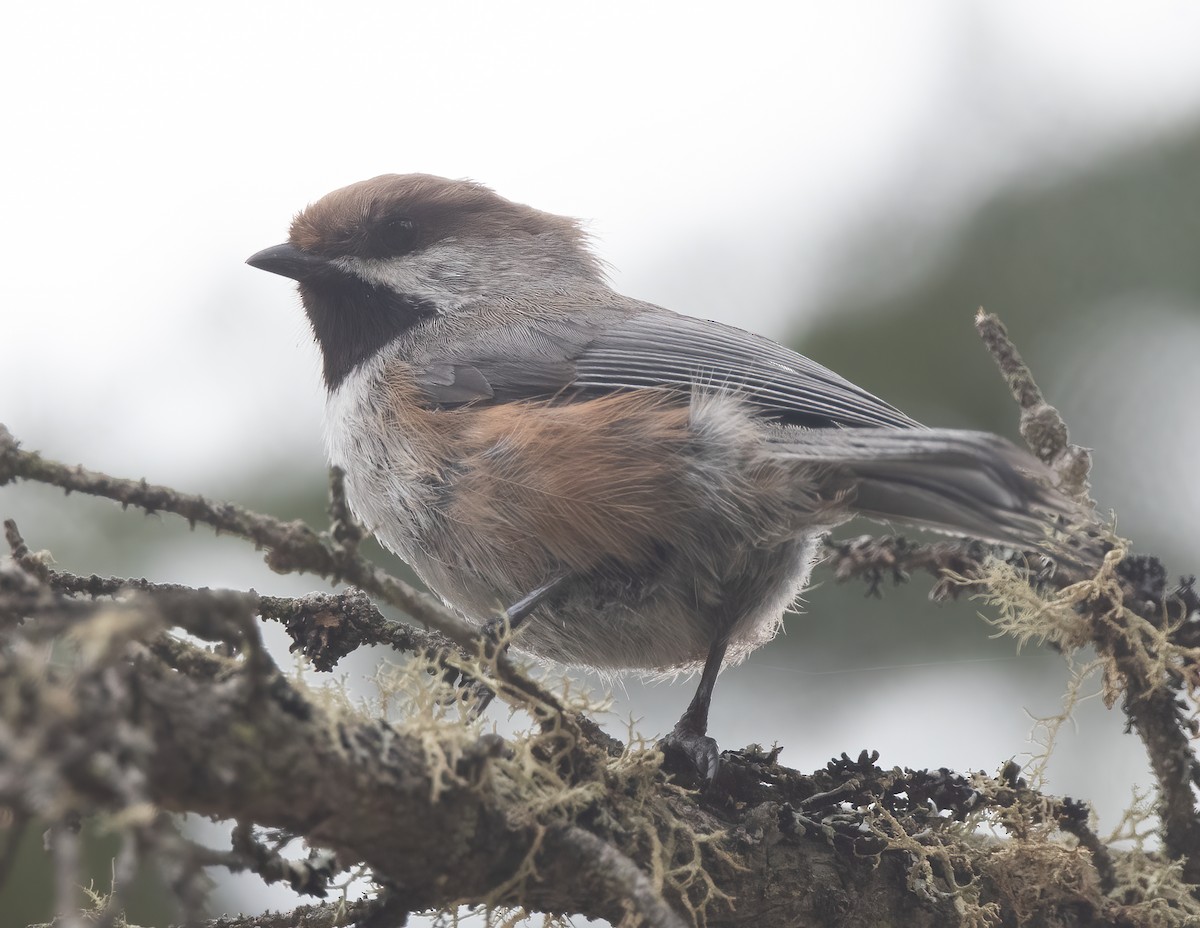 Boreal Chickadee - ML340575161