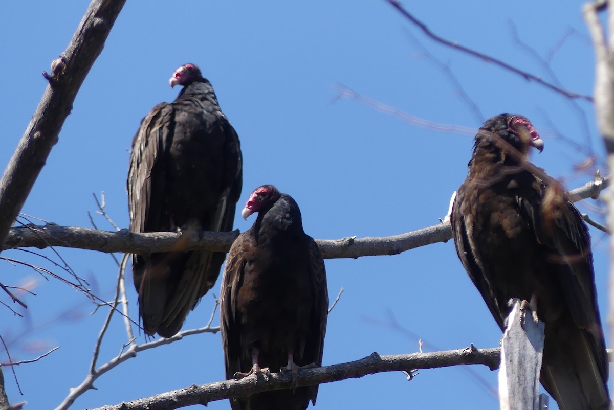 Turkey Vulture - ML340576501