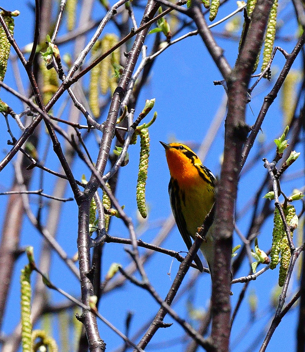 hemlokkparula - ML340578071