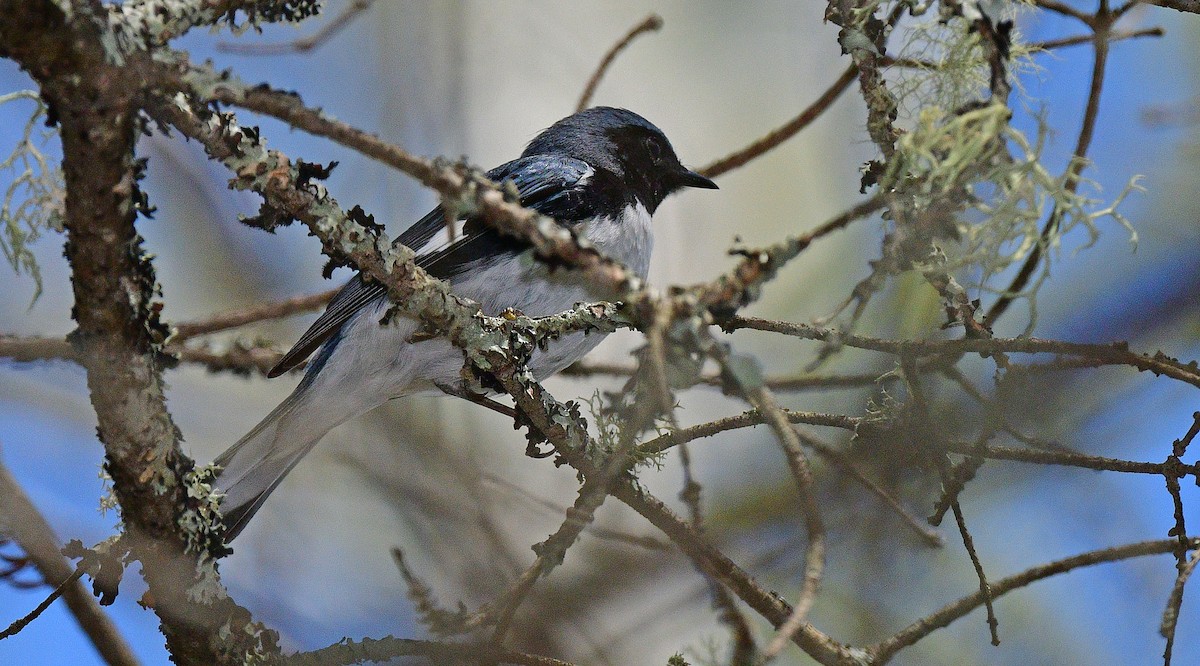 Black-throated Blue Warbler - ML340578181