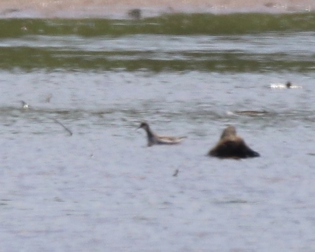 Red-necked Phalarope - ML340579221