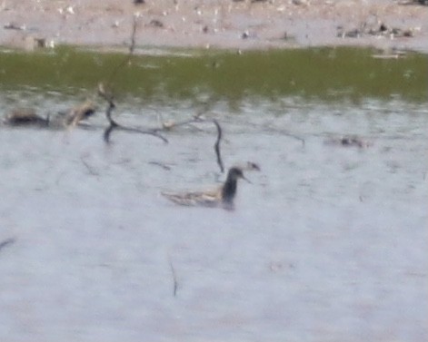 Red-necked Phalarope - ML340579231