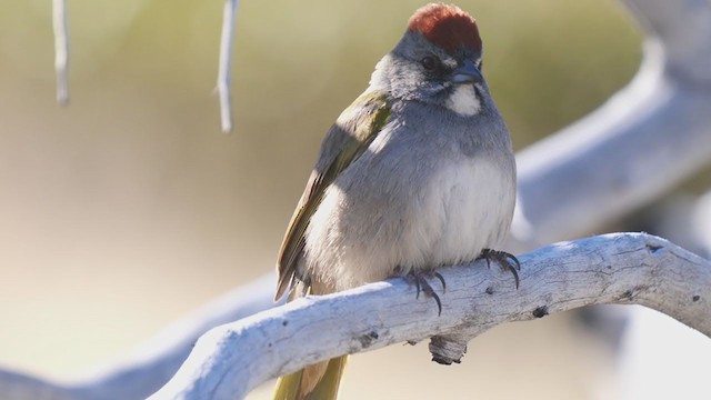 Green-tailed Towhee - ML340580261