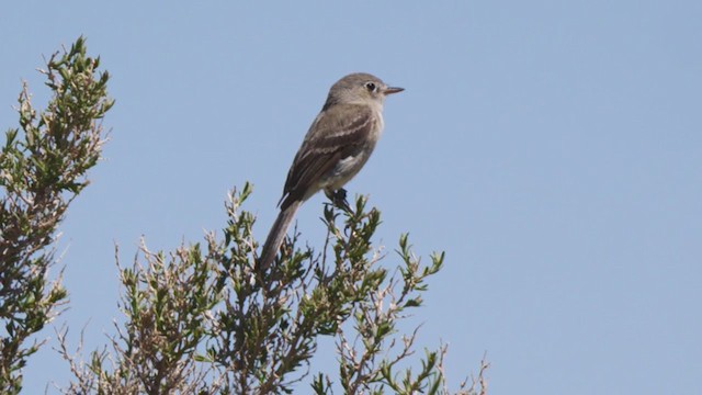 Gray Flycatcher - ML340580961