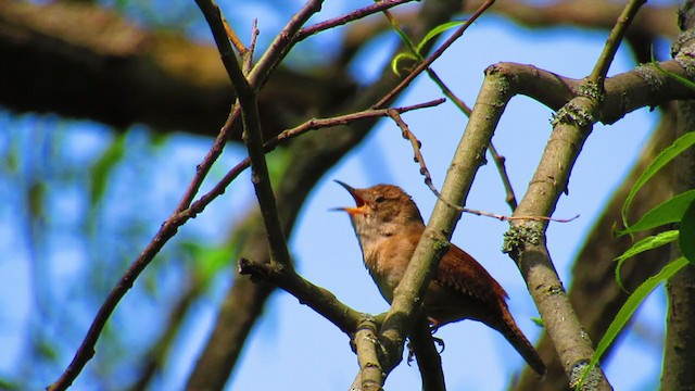 Northern House Wren - ML340584221