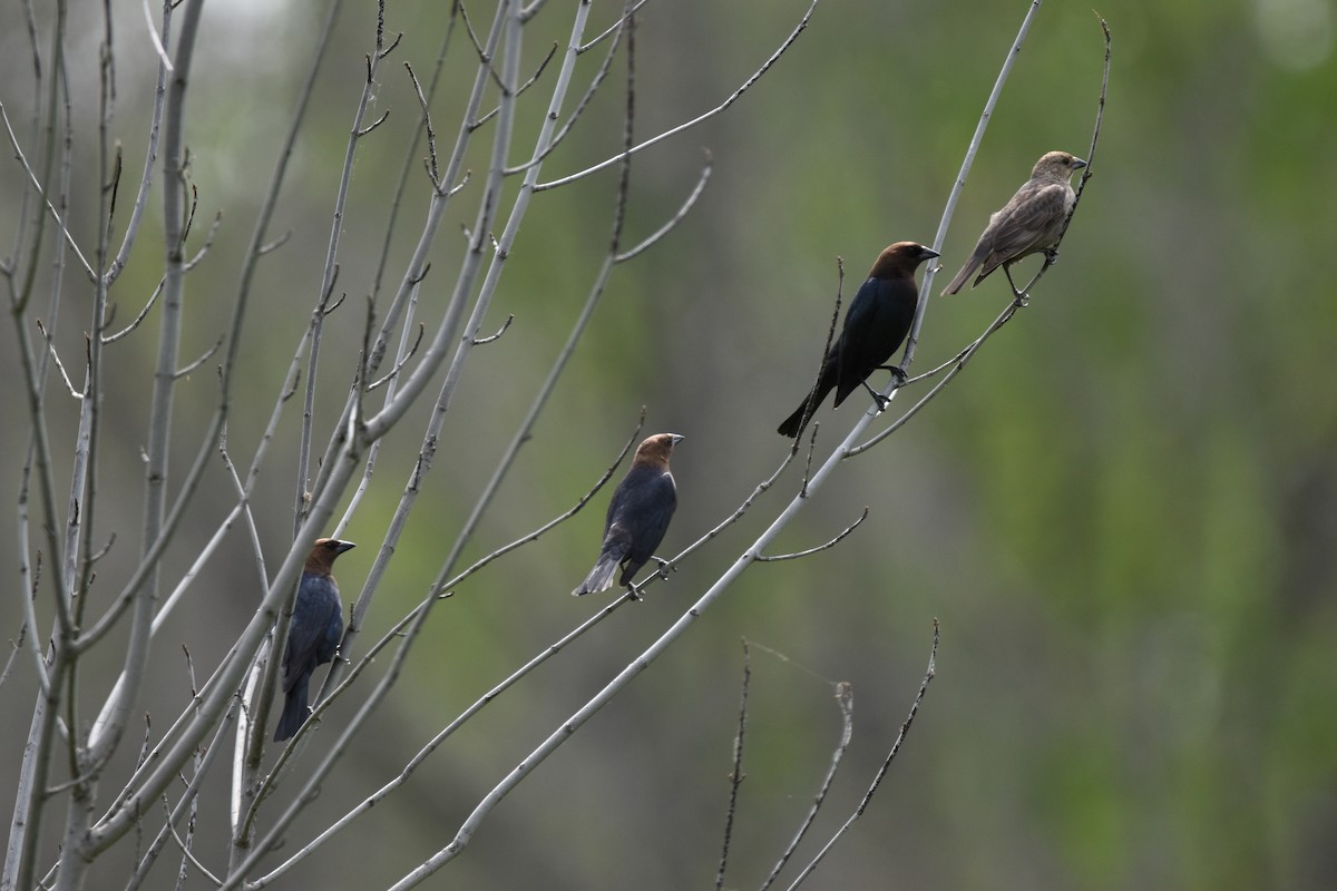 Brown-headed Cowbird - ML340584491