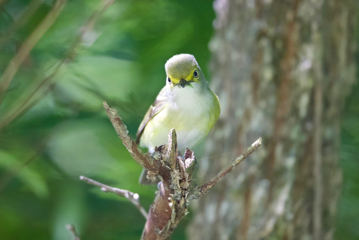 Ak Gözlü Vireo - ML340585141