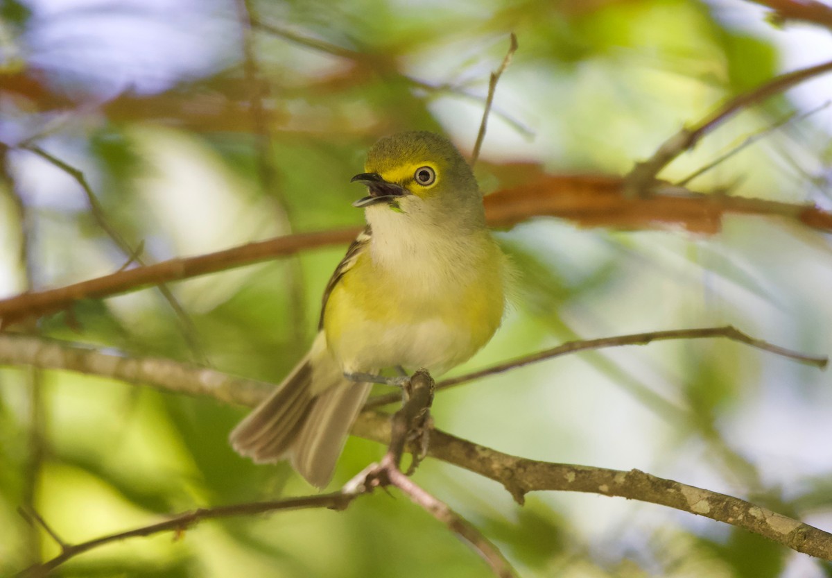 Ak Gözlü Vireo - ML340585151